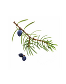 Juniper Berry - Aroma Natural de Zimbro