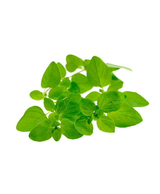 Marjoram  - Aroma Natural de Manjerona